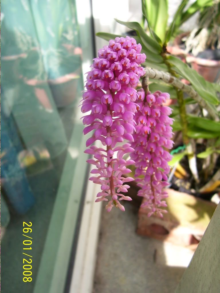 http://i189.photobucket.com/albums/z10/dyeo/Dave%20Yeo%20Orchid%20Collections/Feb-08%20Blooms/100_5544.jpg