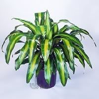 Dracaena -schryveriana Pictures, Images and Photos