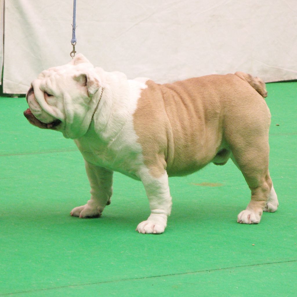 Phối giống English Bulldog thuần chủng- Có giấy tờ VKA