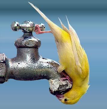 thirsty bird photo: thirsty bird b774.jpg