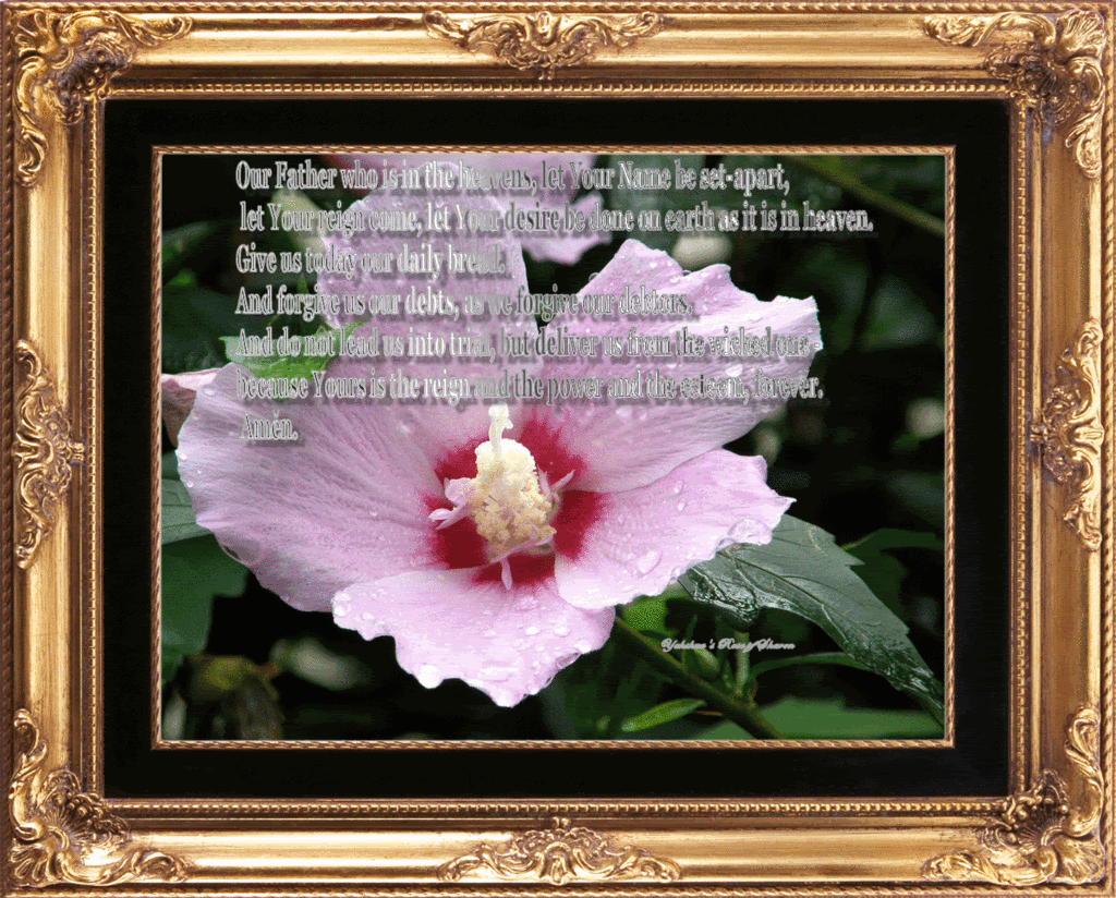 Yahushua's Primrose photo 1310886681_cbeb5680f3_b.gif