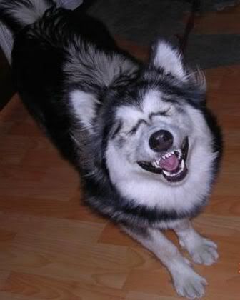 8477re2.jpg smile dog image by skunkylove