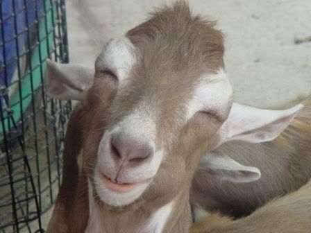ac05re2.jpg goat cheeeeeese image by skunkylove