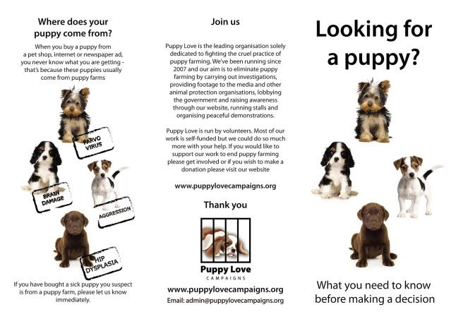 Dog Leaflet