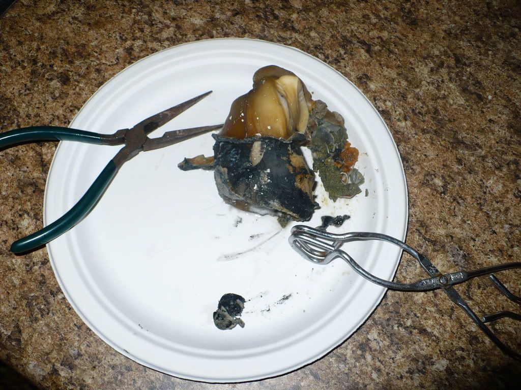 Ever Seen The Inside Of A Conch Shell? Photo by leahharper Photobucket