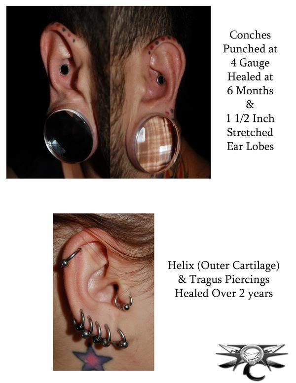  +Punched+Conches%2Cand+Tragus.