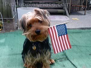 god bless... yorkies!!