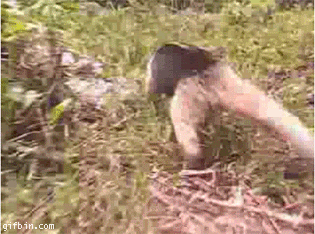 1237363493_anteater_stops_the_camer.gif