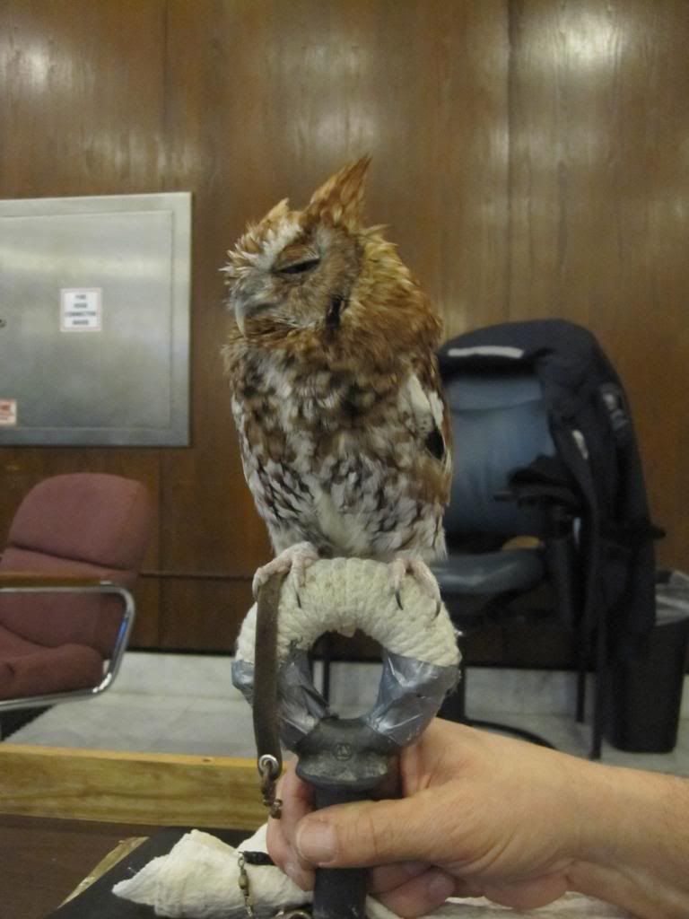 screech owl