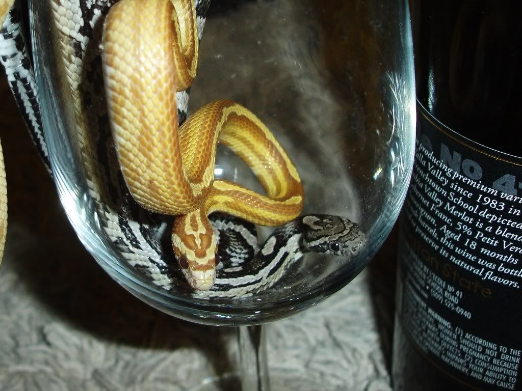 DSC05086.jpg