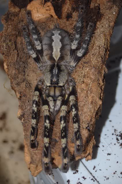 Poecilotheria Striata