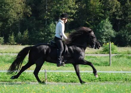 galopp2.jpg