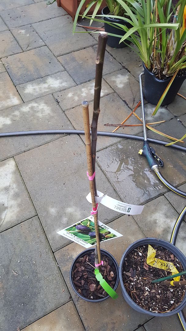 [20160301_172753_zpsbbhgecoy]