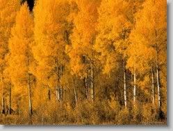 yahoo groups , groups yahoo mail 31138 * Aspen Trees, Montana * 1152 x 864 * (350KB)
