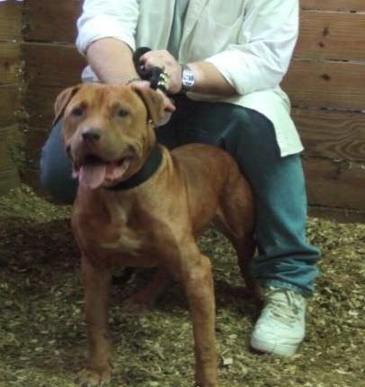 1openhouse_kennels_gr_ch_machobuck_.jpg