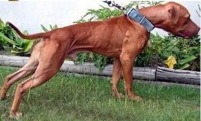 4657_1evolution_kennels_gr_ch_machobuck_rom1.jpg