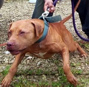 4662_1evolution20kennels20gr20ch20machobuck.jpg