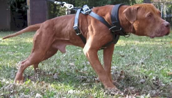 5552_10evolution20kennels20gr20ch20macho20buch.jpg