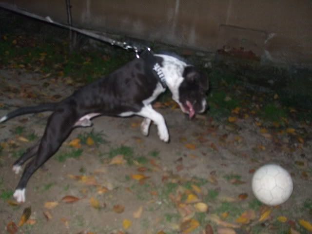 DSCF2443-1.jpg