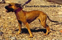 desert_rats_daphny_rom_2xw_250x164.jpg