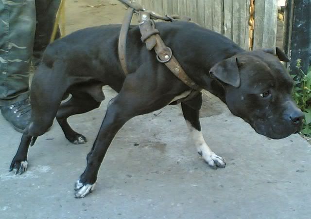 kese-2.jpg