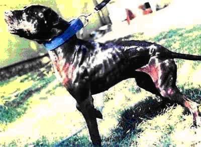 Garner-s_CH__CHINAMAN_R_O_M1.jpg