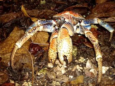 CoconutCrab