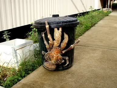 CoconutCrab2