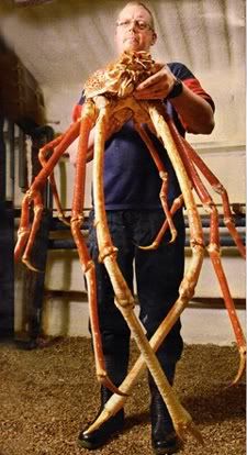 Largest Crab