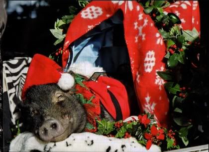 Piggy Santa