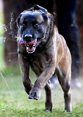 K9-1