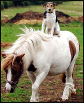 Dog Jockey