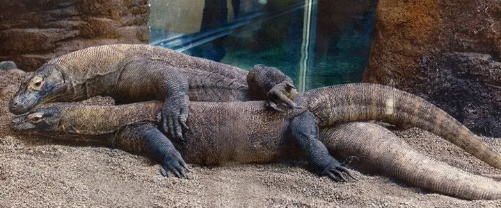 Komodo Dragons