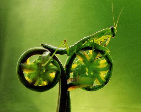MantisOnBicycle