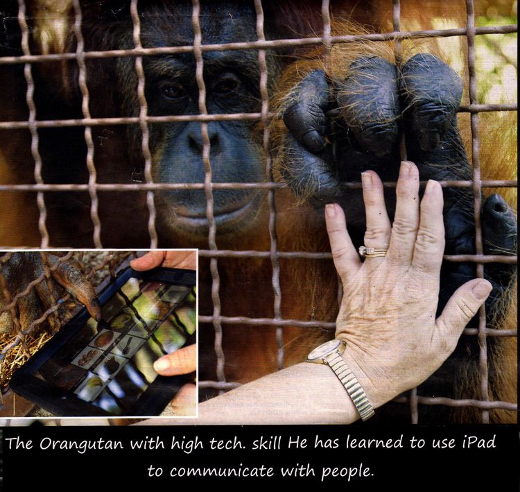 Orangutan - iPad