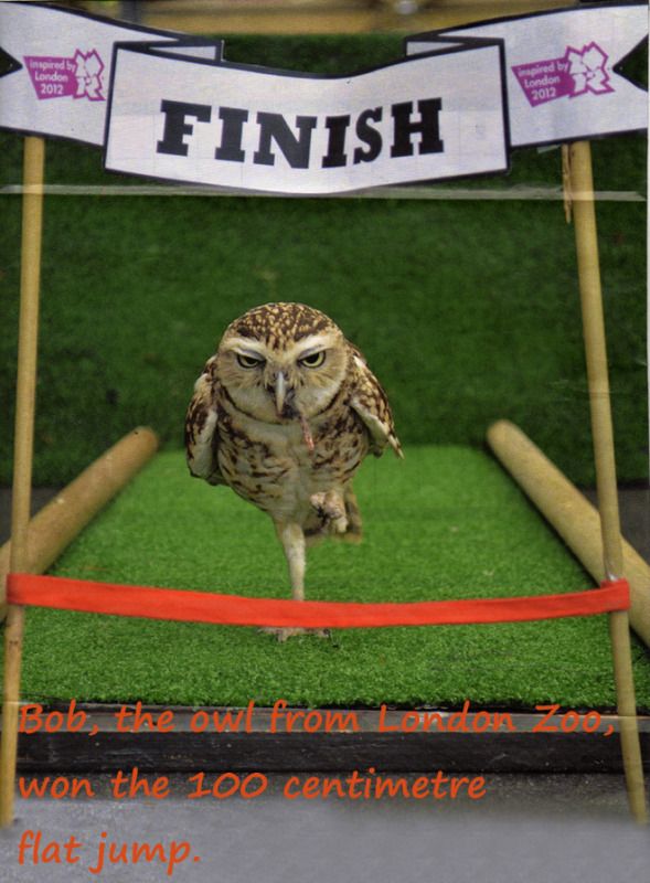 Owl - Olympic