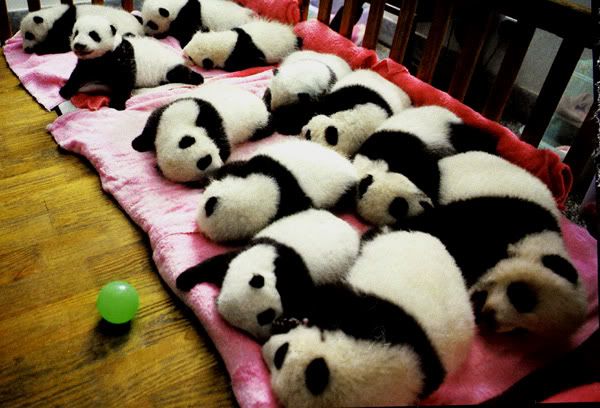 PandaBabies