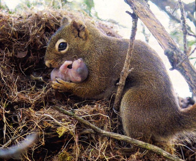 SquirrelMom