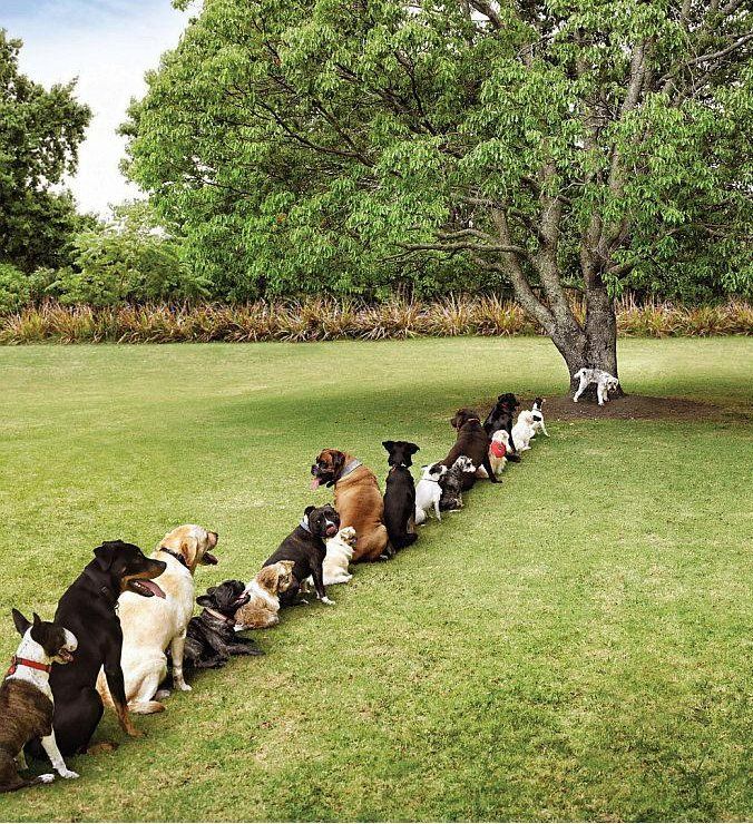 Tree-Dogs