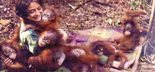 photo z-Orangutan0204_zps88082ad4.jpg