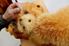 z-chips15 photo Untitled18_zpse3945f7f.jpg