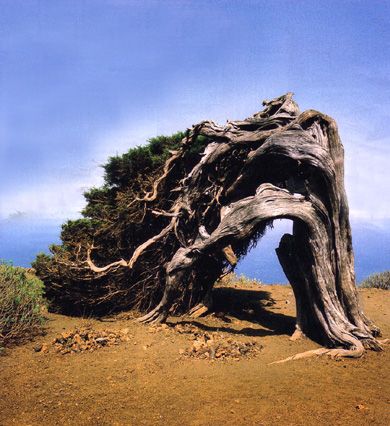 z-OldTree photo z-OldTree_zps24f29697.jpg