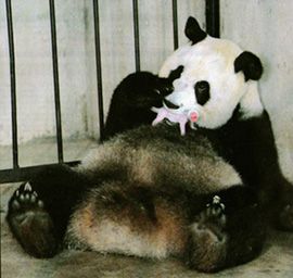 z-Bears photo z-060613-3_zpsa350d957.jpg