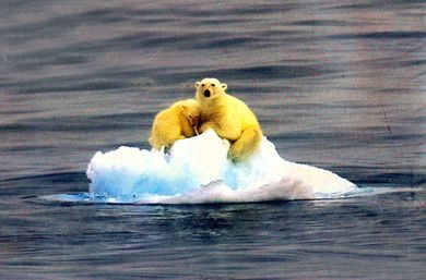 z-PolarBears photo z-060613-4_zps77015f53.jpg