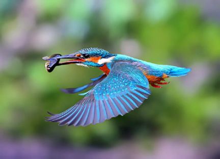 z-Kingfisher photo z-Kingfisher_zpsbd87e864.jpg