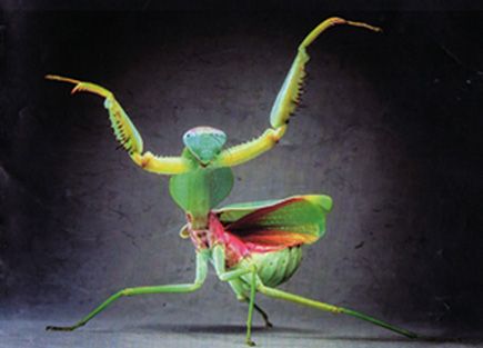 z-Mantis photo z-MantisDiablo_zps950e7036.jpg