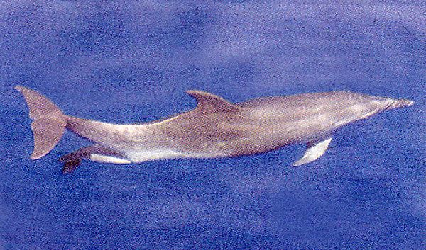 z-WhaleBirth 2008 photo z-WhaleBirth2008_zpsa857aa2e.jpg