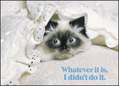  photo Cat2_zps14f3e676.gif