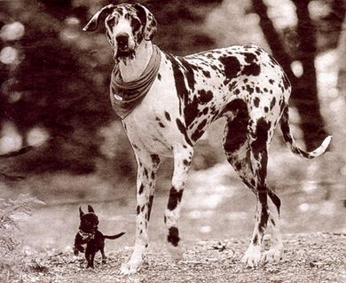 photo Chihuahua_zps4b83f962.jpg