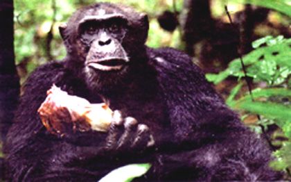 photo Chim2_zpsf6d7c0f9.jpg